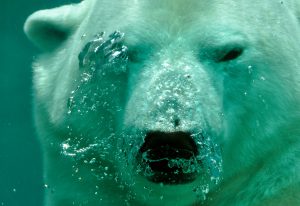 Polar bear in the water