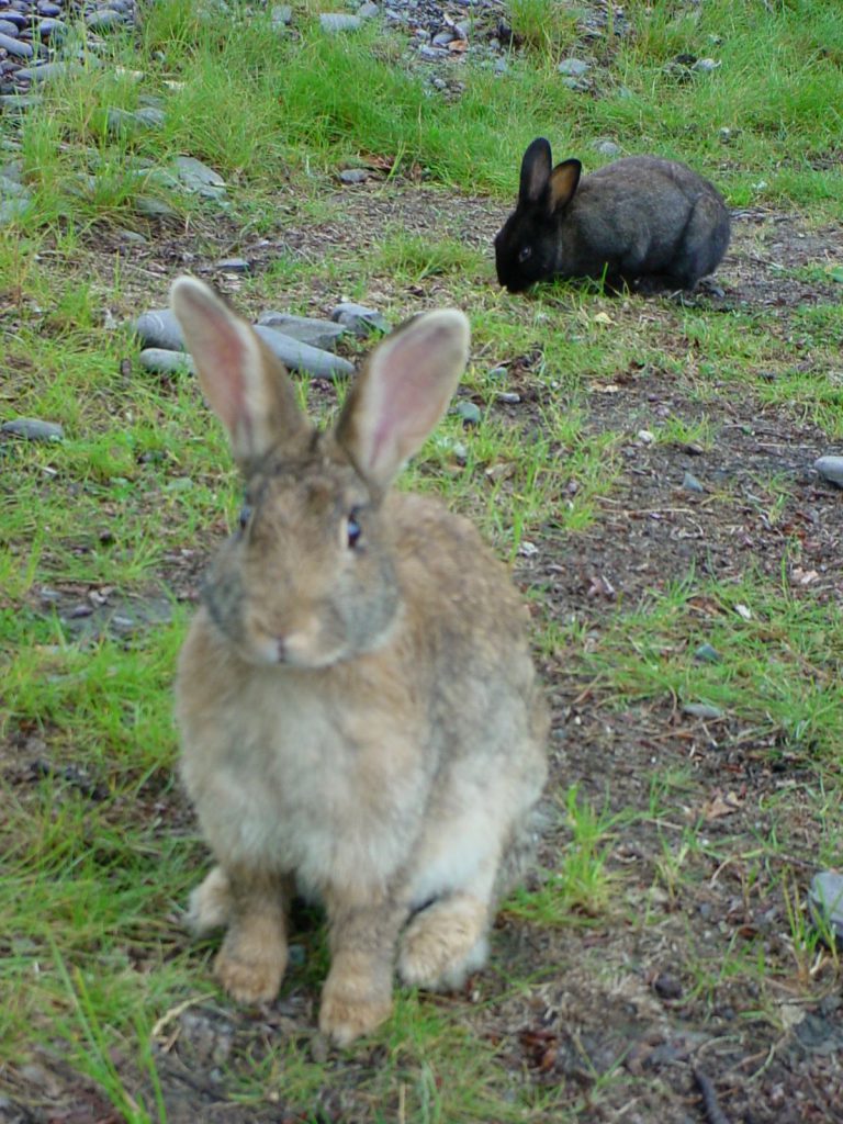 Valdez - Hasen, so cool