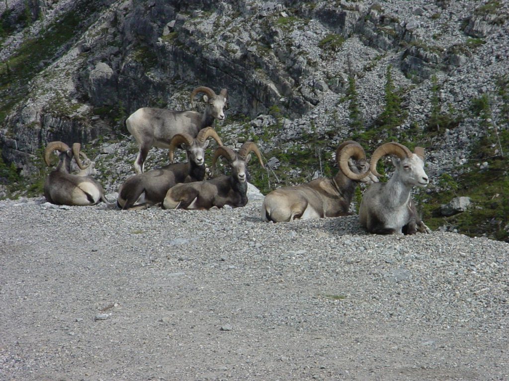 BC Canada - Horn Sheep