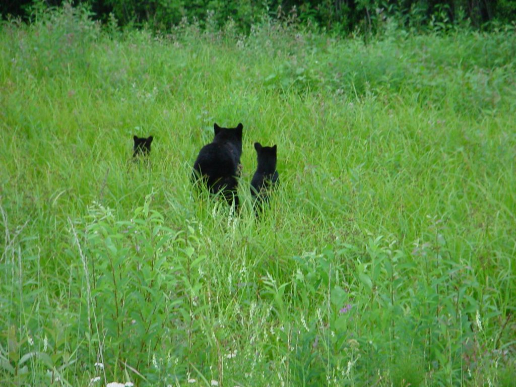 BC Canada - Schwarzbärenfamilie